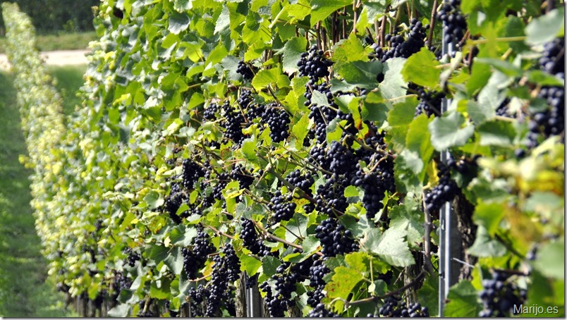 Ribera del Duero lanza un nuevo sistema de comunicación directa con sus viticultores